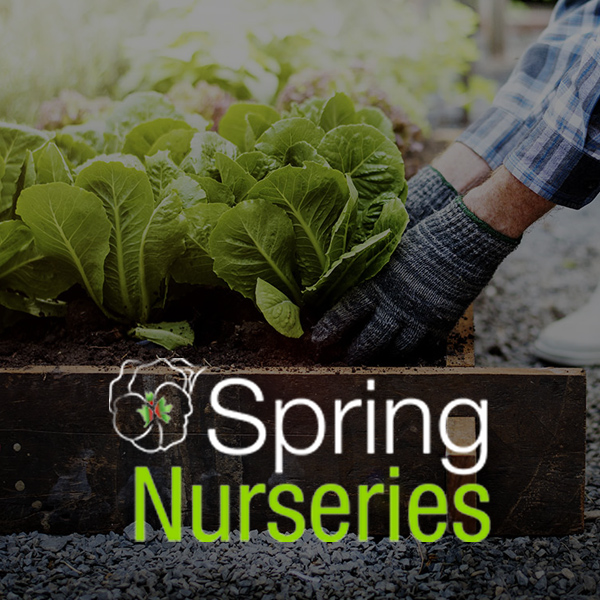 Spring-Nurseries-thumb Web Development Cork