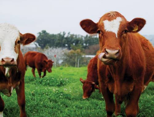 ireland-image-500x383 GDPR Meaning for Irish Businesses: A Comprehensive Guide for 2026